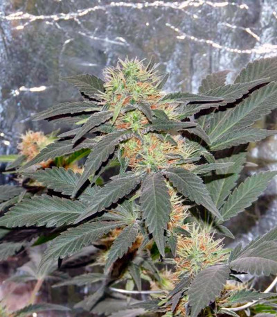White Widow fem (Pyramid Seeds) семена конопли