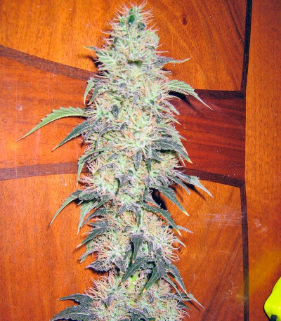 Acid fem (Paradise Seeds) семена конопли