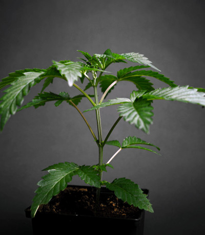 Dos Si Dos 33 fem (Barney's Farm) семена конопли