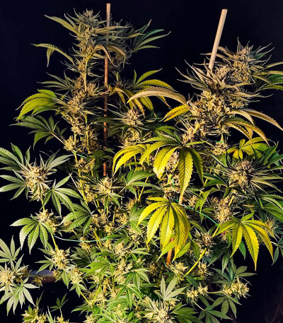 Lemon Orange fem (Green House Seeds) семена конопли