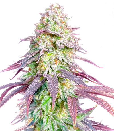 Lemon Orange fem (Green House Seeds) семена конопли