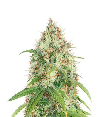 Dessert Mix fem микс семян