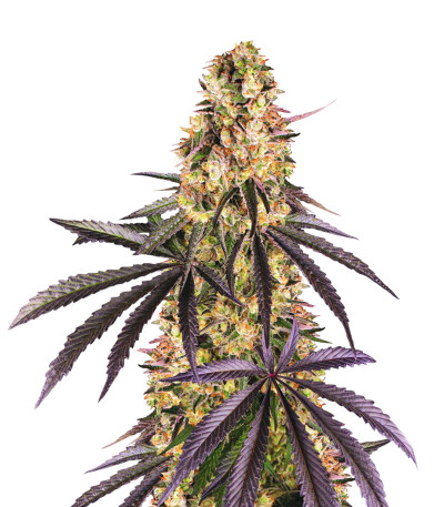 Runtz Muffin от Barney’s Farm семена конопли