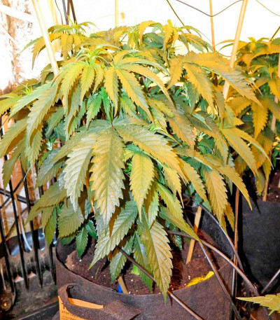 Семена марихуаны Big Kush