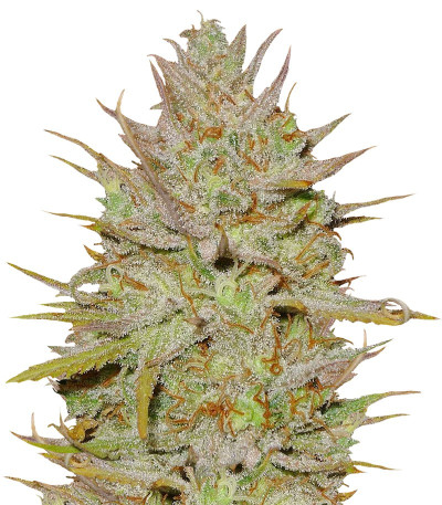 C99 fem (Female Seeds) семена конопли