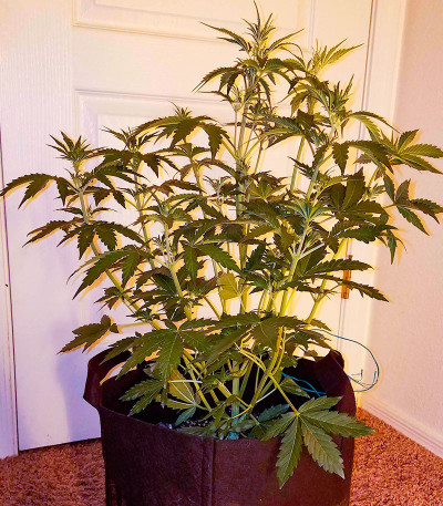 Dolly Kush fem (Dr. Krippling Seeds) семена конопли