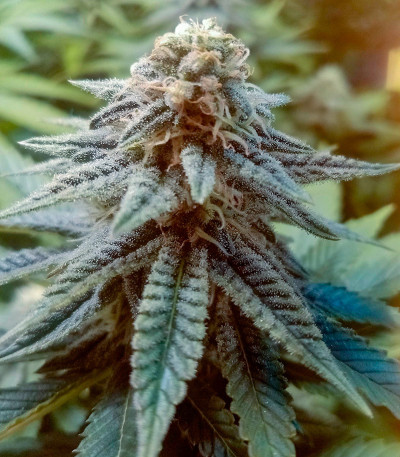 ETHOS Apex F1 reg (Ethos Genetics) семена конопли