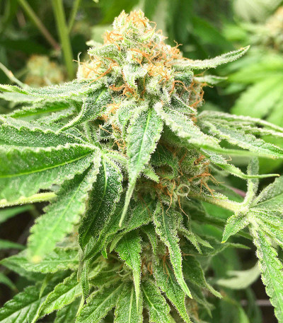 Godzilla Original Glue GG#4 fem (Herbies Seeds) семена конопли