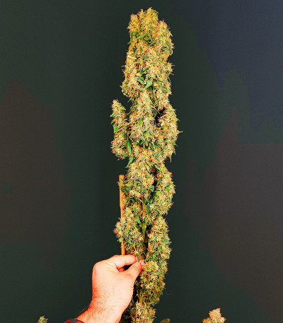 Jamnesia Haze fem (Dr. Krippling Seeds) семена конопли