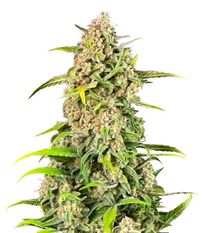 Jealousy Z XL Auto fem (Sweet Seeds) семена конопли