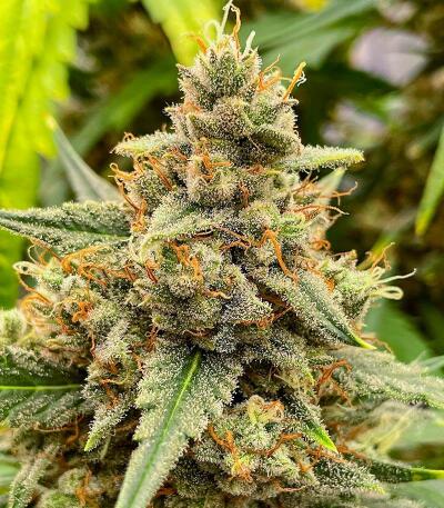 LEMON CHERRY GELATO AUTO R3 fem (Ethos Genetics) семена конопли