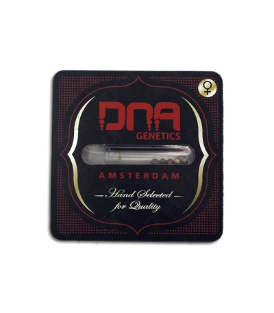 Lemon Skunk fem (DNA Genetics) семена конопли