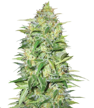 Auto Lime Skunk fem семена конопли