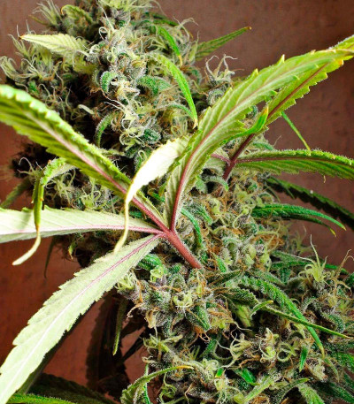 Mandala #1 reg семена конопли