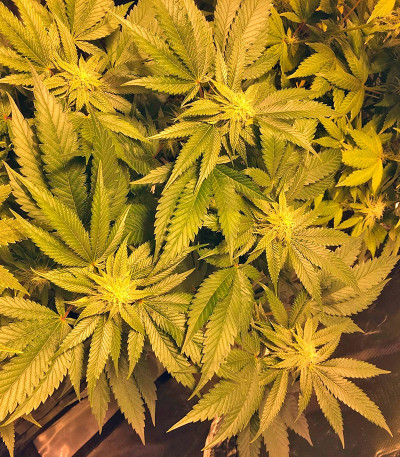 Mango Sapphire fem семена конопли