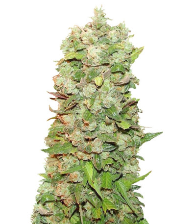 Mexican Airlines Auto fem семена конопли