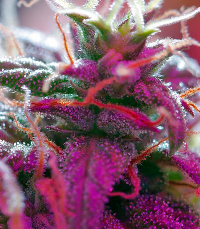 Misty Kush fem семена конопли