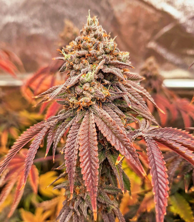 Nutter Budder fem (Humboldt Seed Company) семена конопли