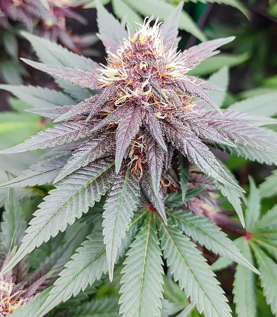 Punch Cookies fem (AlphaFem Seeds) семена конопли