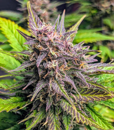 Purple Punch F1 fem (Seedkeepers) семена конопли