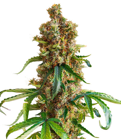 San Bacio Burger fem (Advanced Seeds) семена конопли