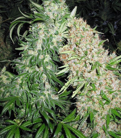 Skunk Special fem (Female Seeds) семена конопли