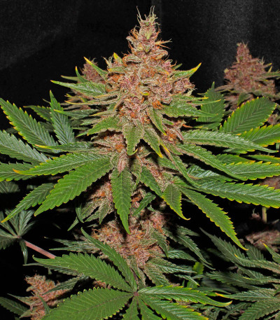 Tropicanna Poison F1 Fast Version (Sweet Seeds) семена конопли
