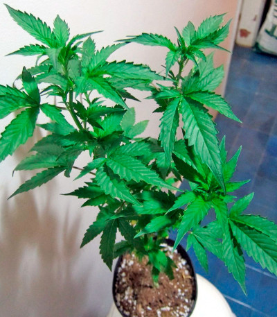 White Strawberry Skunk fem (Strain Hunters) семена конопли