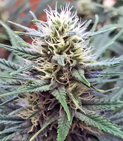 White Widow fem (Royal Queen Seeds) семена конопли