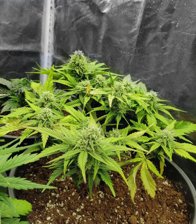 Zkittlez Auto fem (FastBuds) семена конопли