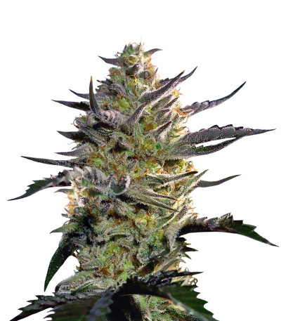 Blueberry OG от Barney's Farm семена конопли