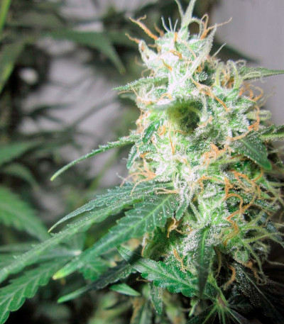 Jack Herer Auto fem каннабис