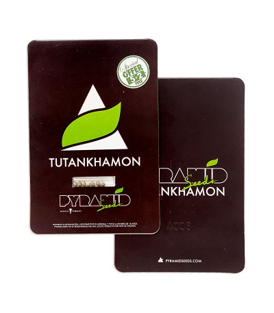 Tutankhamon fem (Pyramid Seeds) семена конопли