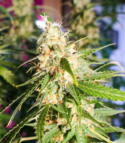 Animal Face Auto fem (Cali Buds Seeds) семена конопли