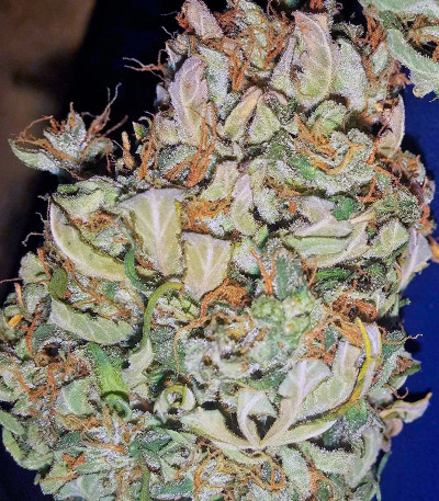 Auto White Widow fem (Dutch Passion) семена конопли