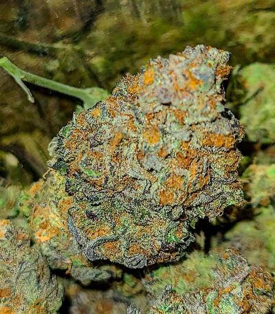 Banana Hammock RBX fem (Ethos Genetics) семена конопли