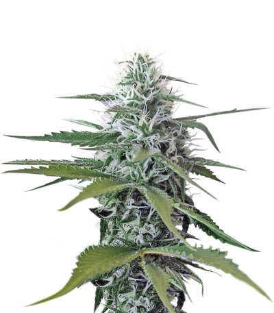 Blue Mystic (Blueberry) reg (Nirvana Seeds) семена конопли