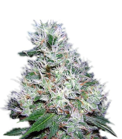Bubble Gum reg (Serious Seeds) семена конопли