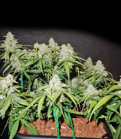 CBD Auto 1:1 auto fem (FastBuds Seeds) семена конопли