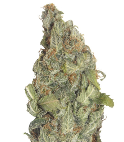 Chernobyl auto fem (Russian Genetic) семена конопли