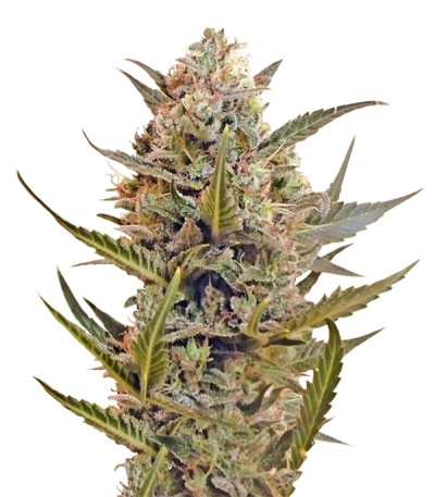 Chrystal reg (Nirvana Seeds) семена конопли