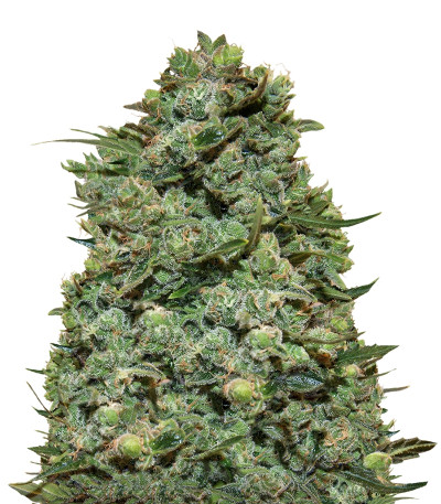 Cookies Kush fem семена конопли