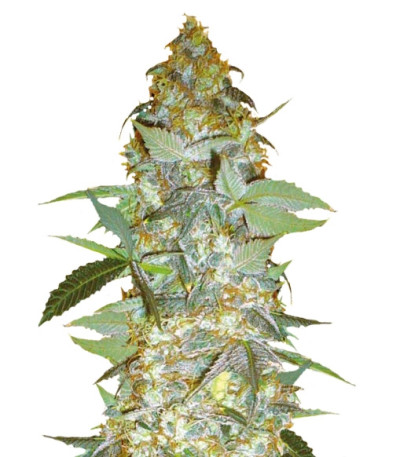 Euforia Special fem (Bulk Seed Bank) семена конопли