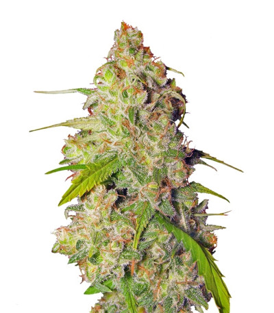 Auto Gagarin Haze fem сорт конопли