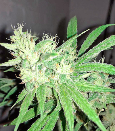 Green Crack fem (Humboldt Seed Organization) семена конопли