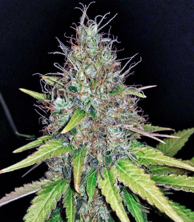 Mohan Ram fem (Sweet Seeds) семена конопли