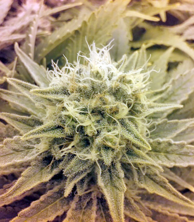 Raspberry Cough reg (Nirvana Seeds) семена конопли