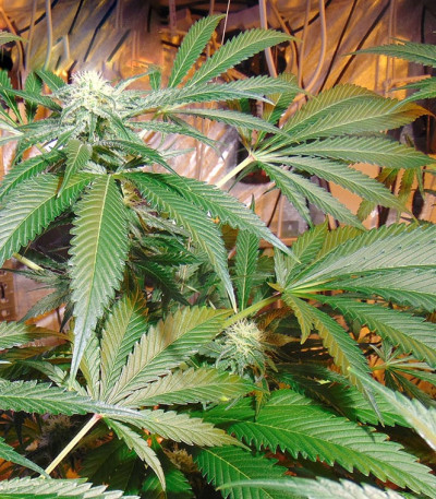 Red Leicester Tease fem (Dr. Krippling Seeds) семена конопли