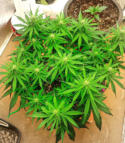 Runtz Auto fem (Barney's Farm) семена конопли