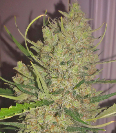 SexBud fem (Female Seeds) семена конопли
